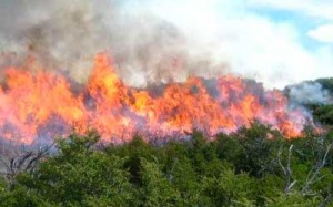 INCENDIOS FORESTALES PROVOCADOS PARA TAPAR DESMONTES ILEGALES EN SALTA