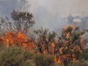 incendio forestal