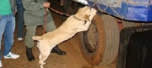 gendarmeria con perro puesto 28 oran