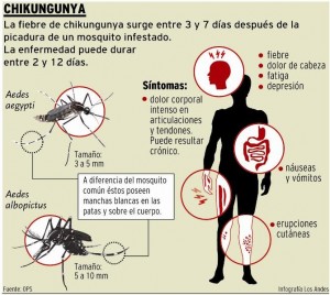 chikungunya graf