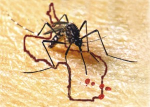 dengue en oran